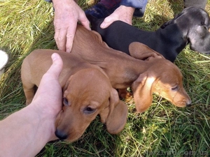 Такса щенки #1008202