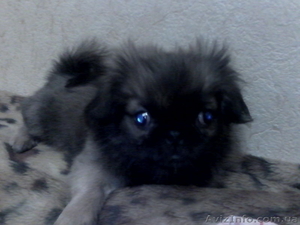 buhbdst щенки пекинеса #1014149