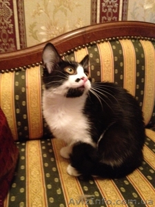 Даром кошки,  метис #1011460