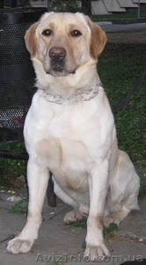 Лабрадор ретривер палевого окраса #1003089