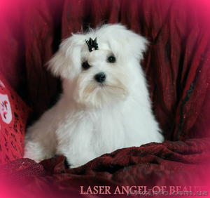 Мальтезе,  щенки мальтийской болонки #1007589