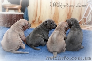 щенки Тайского Риджбека питомник  #1005991