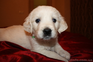 продам щенков голден ретривера #1004587