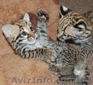 Саванна,  Бенгалия и Марги и оцелот котят #1003112