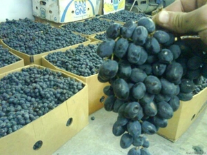 Предлагаем  Виноград Мелким оптом  #1005629