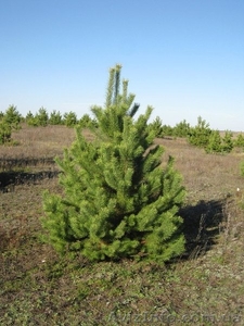 Сосна свежесрубленная #1002947