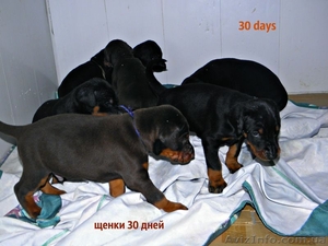 Продам щенков добермана!!! #1006090