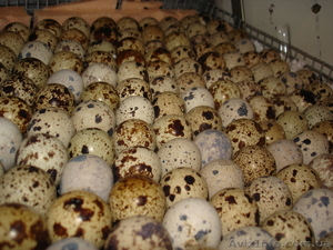 Продам яйца перепелиные. #1004589