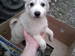 Питомник. Русско-европейские и западносибирские лайки. #1007525