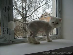 стрижка котов и собак #1005308