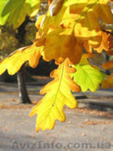 Дуб черешчатый h 3m - h 6m #1005973