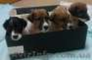 Щенки гладкого фокса #1004689