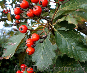 Рябина скандинавская h 1. 3m - h 1. 80m #1005987