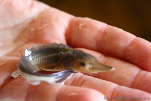 Рыбная продукция осетровых (оплодотворенная икра,  личинка,  малек) #1012274