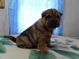 Продаются щенки шарпея,  не дорого!!!  #1007795