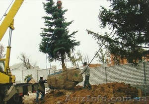 Зимняя пересадка крупномеров #1004426