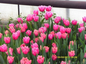 Продам свежий срез тюльпанов к 8 марту #1008731