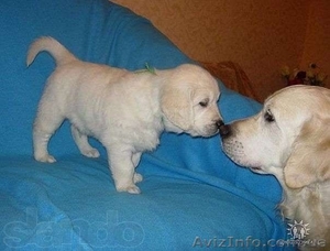 Щенки золотистого  ретривера #1014184