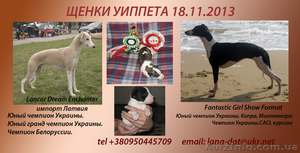 Уиппет - малая англ. борзая щенки! #1006976