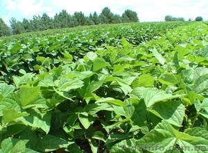 семена сои.Себская селекция.очень засухостокий сорт 