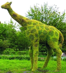 Топиарное озеленение!!! #1007391