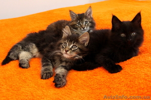 Чудные Котята Мейн-Кунята Ждут Вас #1009461