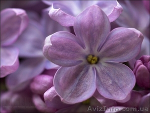 косметология, депиляция массаж, эстетика тела #1011288