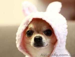 Замечательный малыш чихуахуа  #1013451