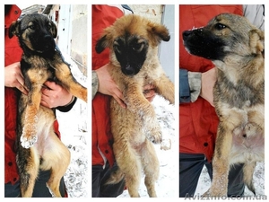 Два мальчика и девочка ищут семью!!!  #1030080