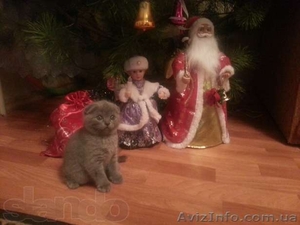 Продается шотландский вислоухий котенок #1017293