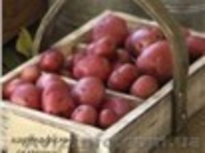 картофель товарный и семенной #1017119