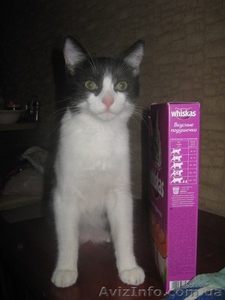 Котенок-девочка ищет заботливых хозяев!    #1022407