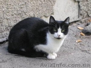 Молоденькая кошечка мечтает о доме.  #1023016