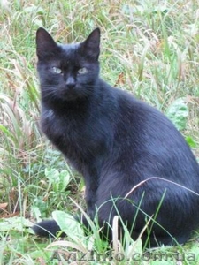 Молодая кошечка мечтает о семье!!!  #1023023