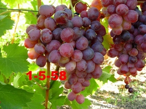 Саженцы и черенки винограда #1029066