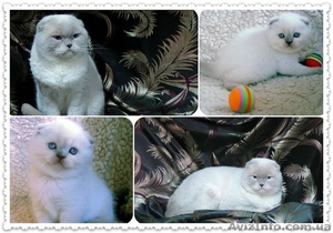 Вязка! Шотландский вислоухий кот  приглашает кошечек #825282