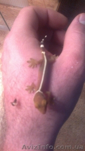 Геккон полосатый (Vittatus) #1023990