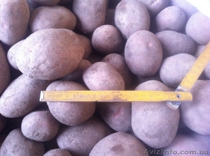 Картофель Asterix #1028112