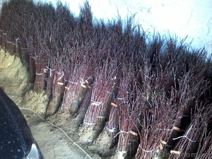 Подвой яблони М106. М9,  привитый сорт под заказ #1021601