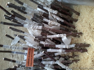 Подвой яблони М9,  М106. Привитый сорт под заказ. #1021612