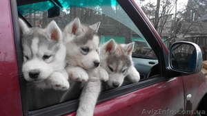 Симпатяшки хаски и отличные друзья #1019715