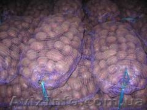 Картофель отличного качества оптом #1027624