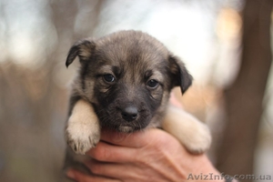 7 пушистых щенков срочно ищут дом!  #1028859