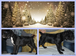 Продаются щенки Кане-Корсо #1000356