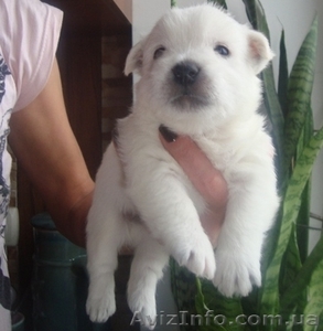 Вест-хайленд вайт терьер #899038