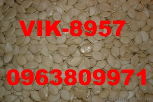 Посевной тыквы семена тыквы #1030459