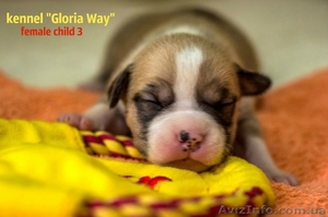 Отличные щенки амстаффа  #1014991