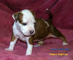 Велеколепные щенки Амстаффа  #1018583