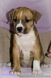 Смешные и ласковые щеночки Стафф Терьеры #1029041