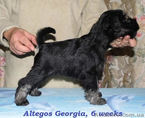 Щенки цвергшнауцера от титулованных родителей! #1029808